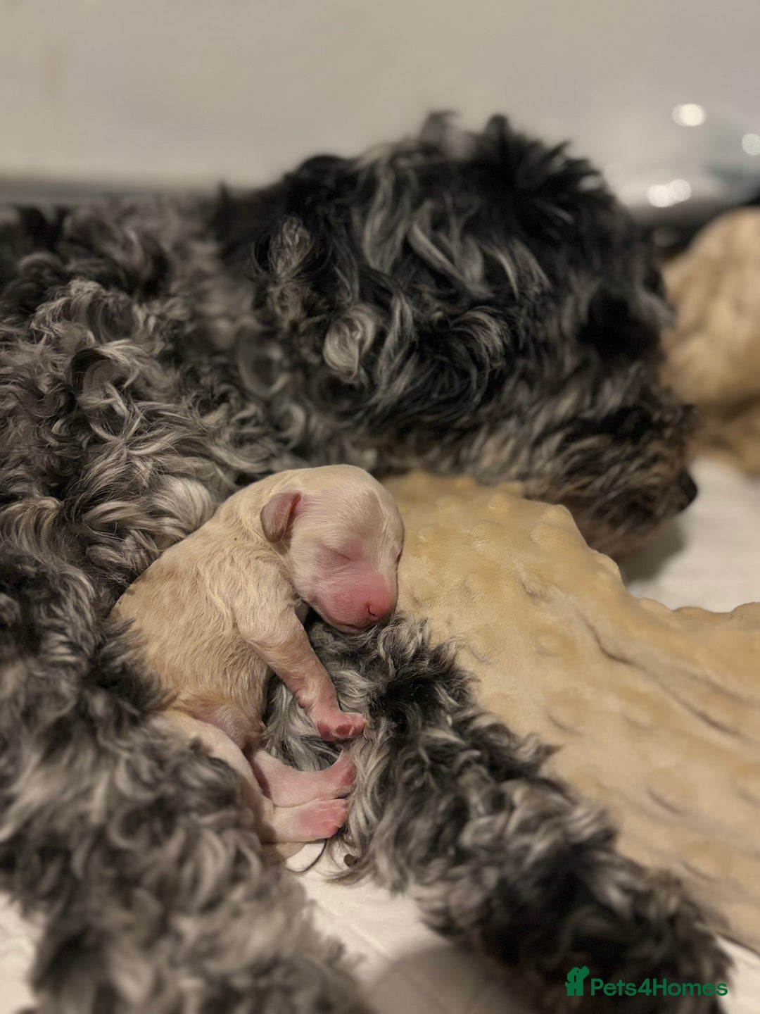 Mixed Breed dogs for sale: Cockapoo cross cavapoo - Image 14