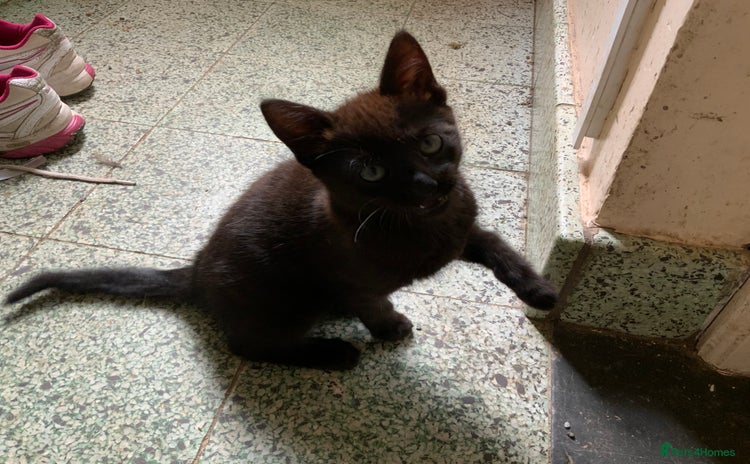 Mixed Breed cats - Advert 13