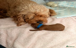 Cockapoo dogs for sale: 4 Stunning Fox Red F1b Toy Cockapoos  - Advert 7