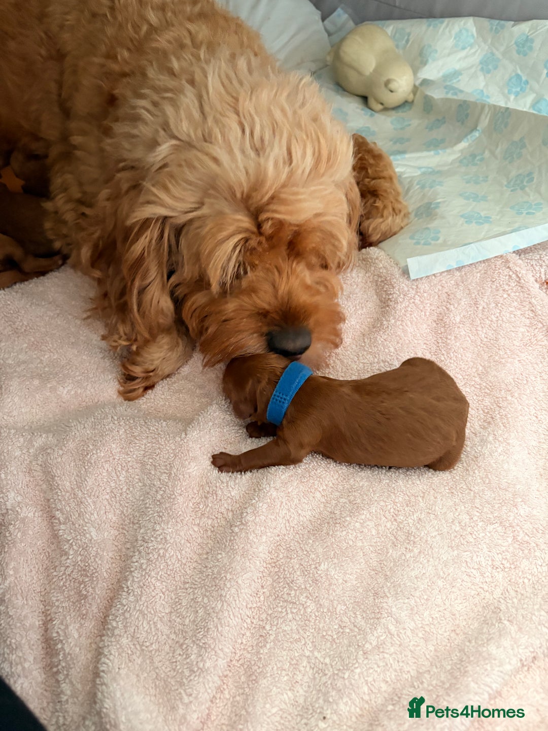 Cockapoo dogs for sale: 4 Stunning Fox Red F1b Toy Cockapoos  - Advert 7