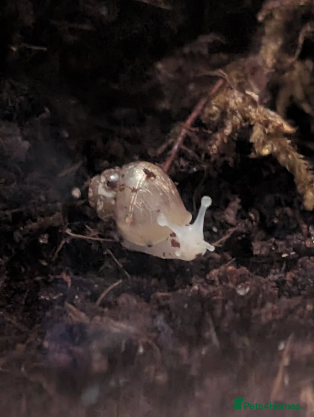 Isopods invertebrates for sale: inverts  - Image 6