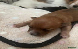 Mixed Breed dogs for sale: Jackawawa puppies 🐾💙1 boy left 💙🐾 - Image 2