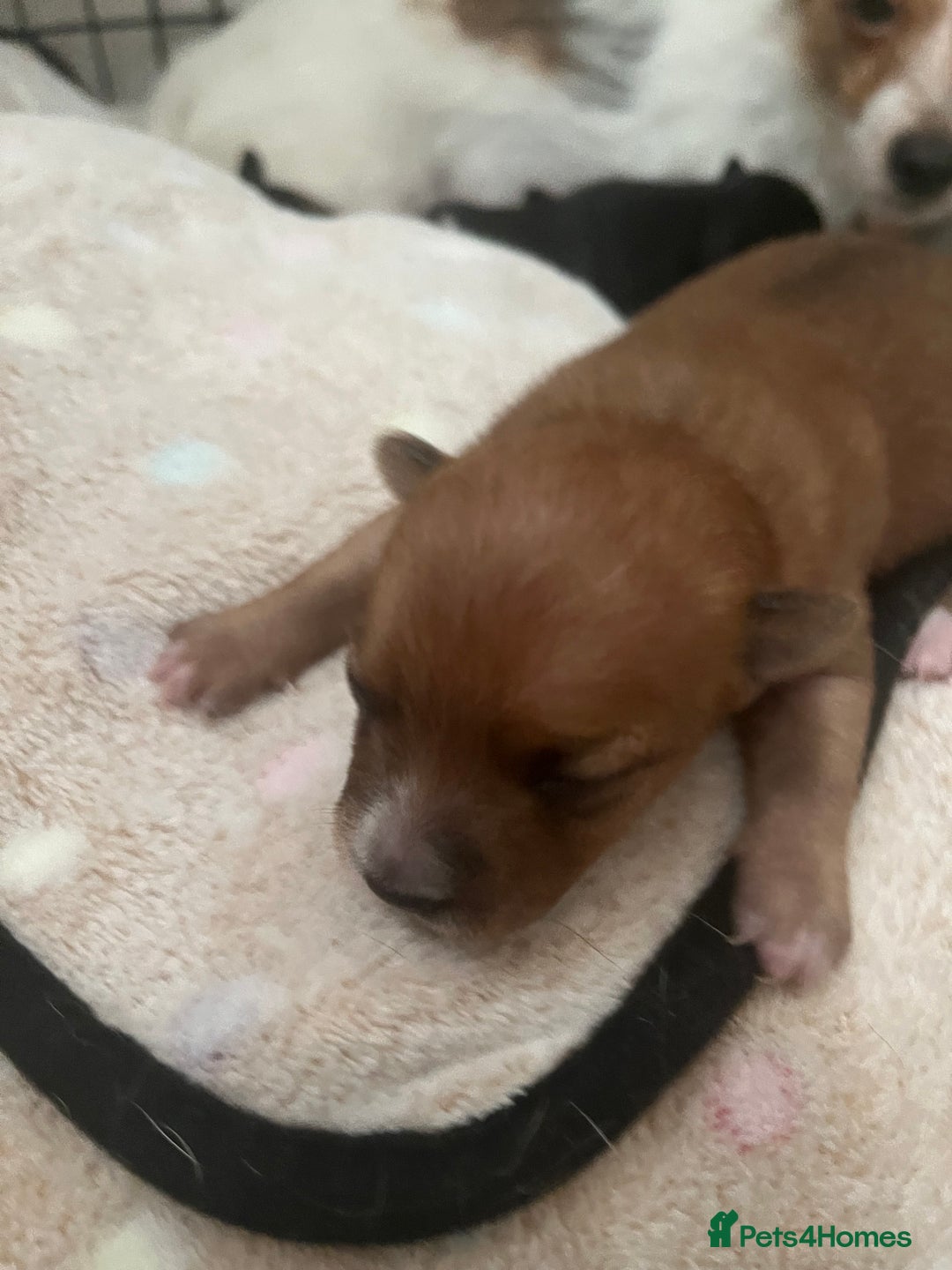 Mixed Breed dogs for sale: Jackawawa puppies 🐾💙1 boy left 💙🐾 - Image 2