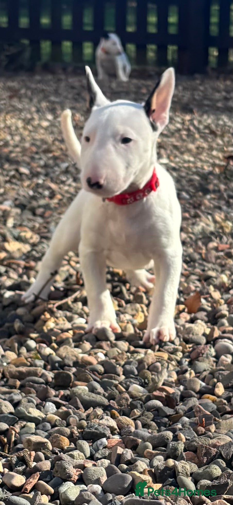 English Bull Terrier dogs Outstanding female Bullterrier  - Advert 2