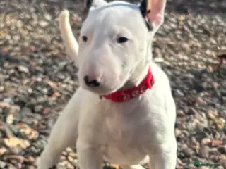 English Bull Terrier dogs Outstanding female Bullterrier - Advert 2