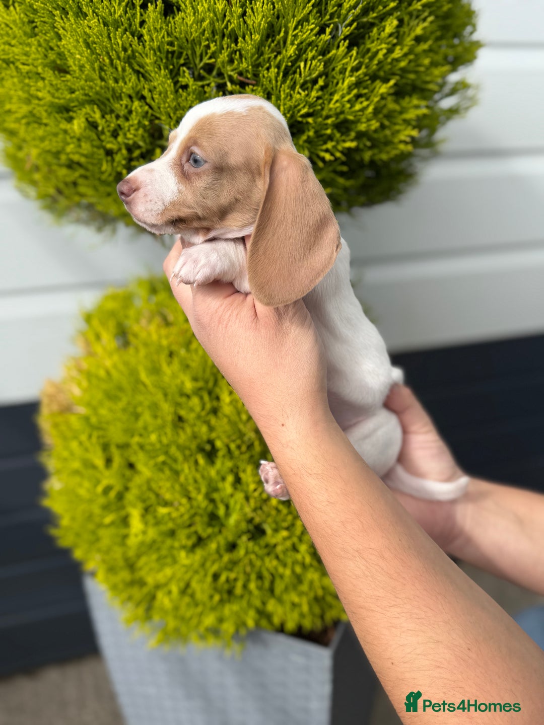 Miniature Dachshund dogs for sale: Miniature Dachshund Puppies (Licensed Breeder) - Image 4