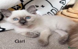 Ragdoll cats for sale: 2 Ragdoll kittens - Image 4