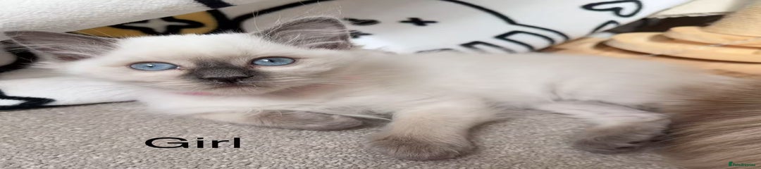 Ragdoll Kitten 2