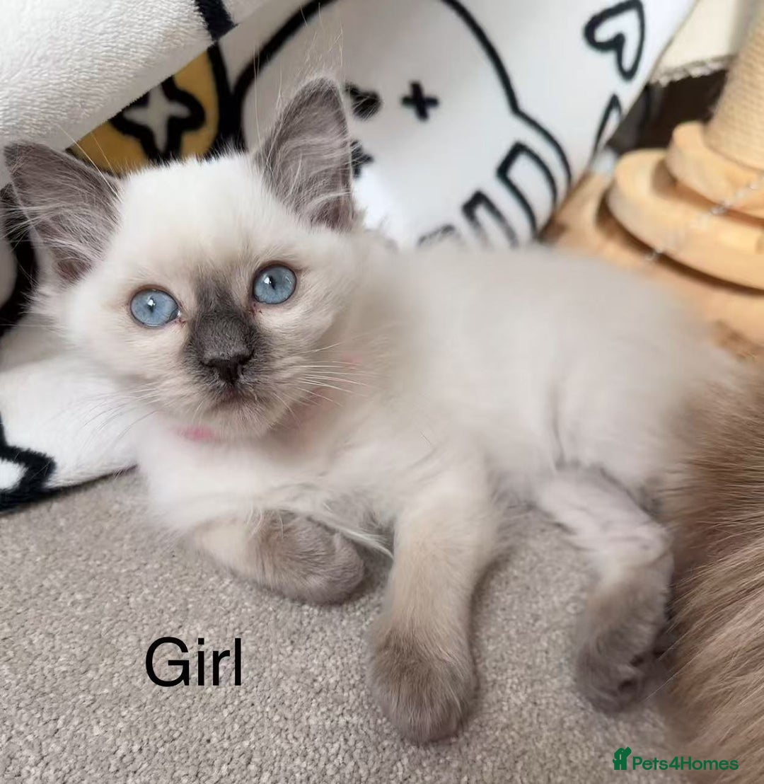 Ragdoll cats for sale: 2 Ragdoll kittens - Image 4
