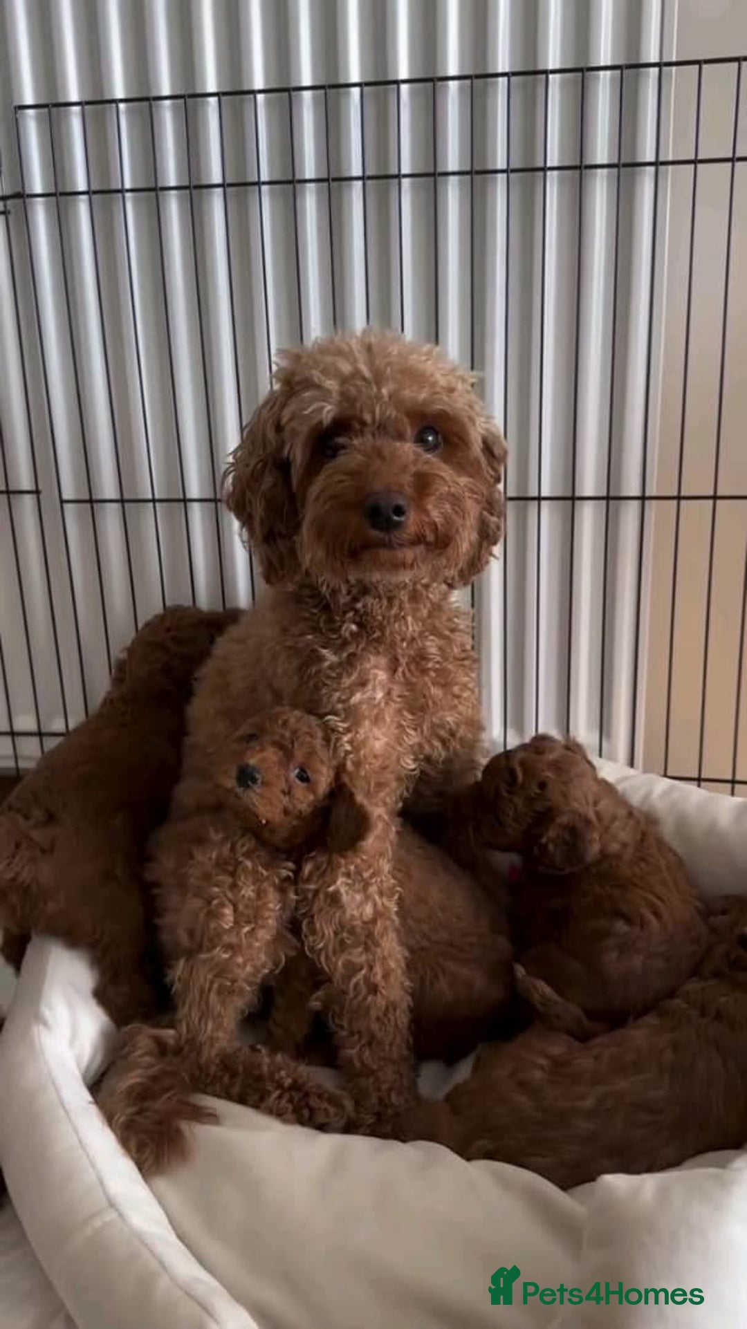 Mixed Breed dogs for sale: Adorable  Poodle puppies - Image 1
