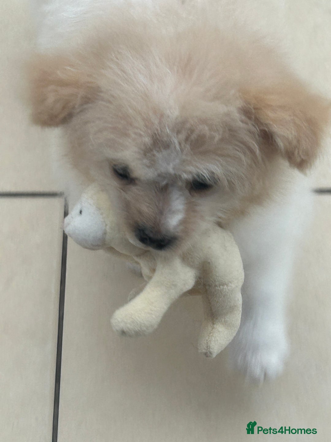 Mixed Breed dogs for sale: Beautiful Pomachons  - Image 8