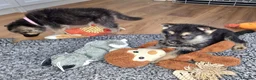 Shepsky dogs for sale: Stunning German Shepherd × Husky/Akita Puppies  in Much Wenlock - Advert 15