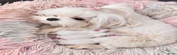 Maltese dogs for sale: FULL KOREAN MALTESE PUPIES🐶KC reg🐶DOLL FACE🐶 in Harrow - Advert 1