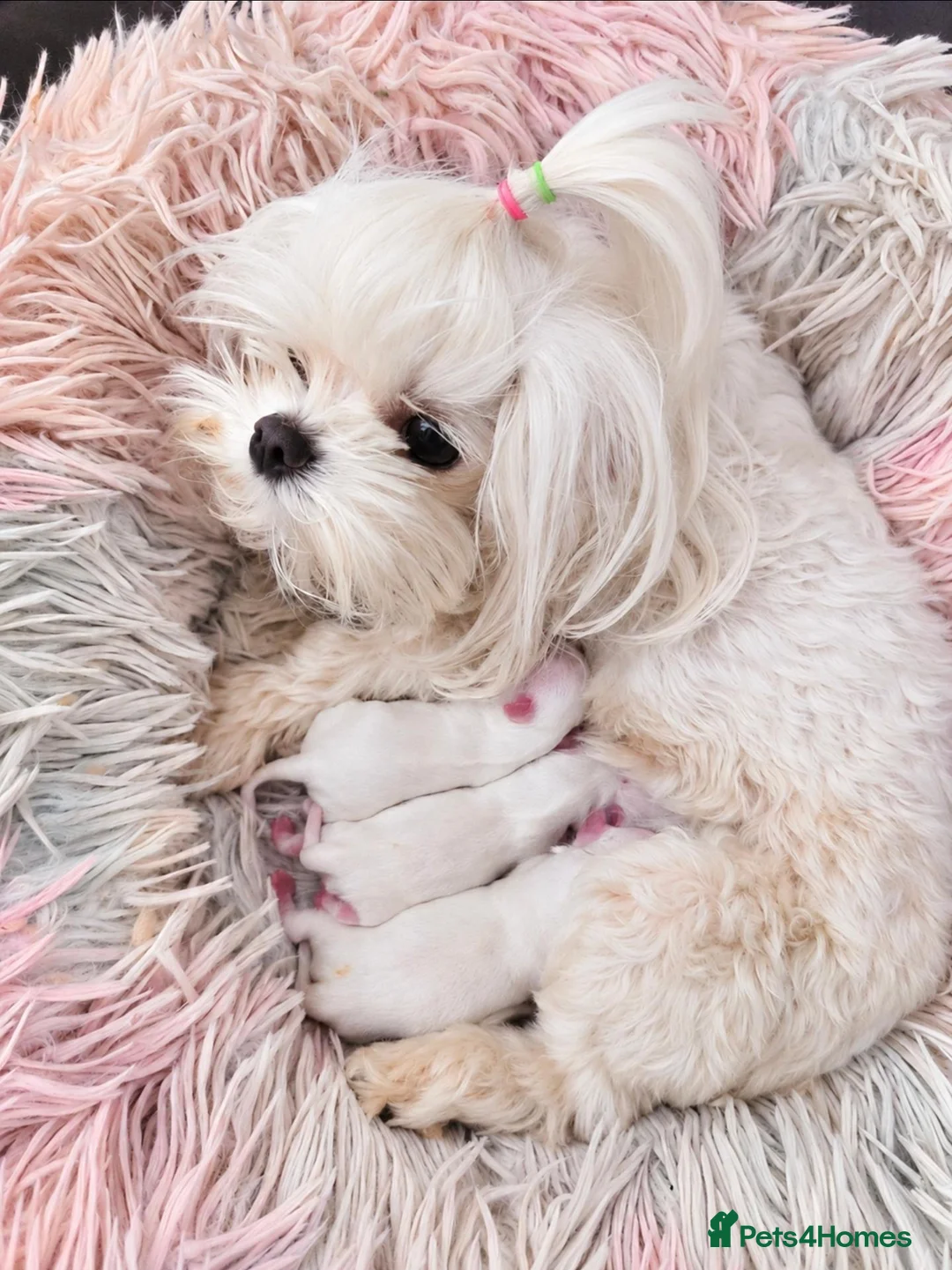 Maltese dogs for sale: FULL KOREAN MALTESE PUPIES🐶KC reg🐶DOLL FACE🐶 in Harrow - Advert 1