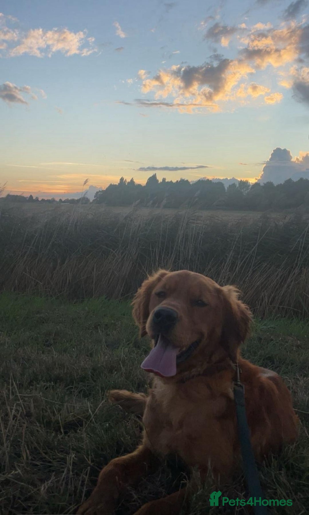 Golden Retriever dogs for sale: Dark Working Golden retriever  - Image 4