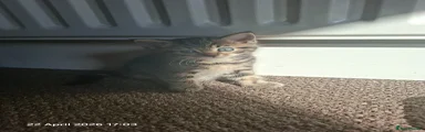 Mixed Breed Kitten 2