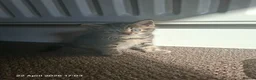 Mixed Breed cats for sale: Kittens for sale  - Advert 2