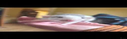 Rat rodents for sale: Dumbo Husky Rats in Sheffield - Advert 13