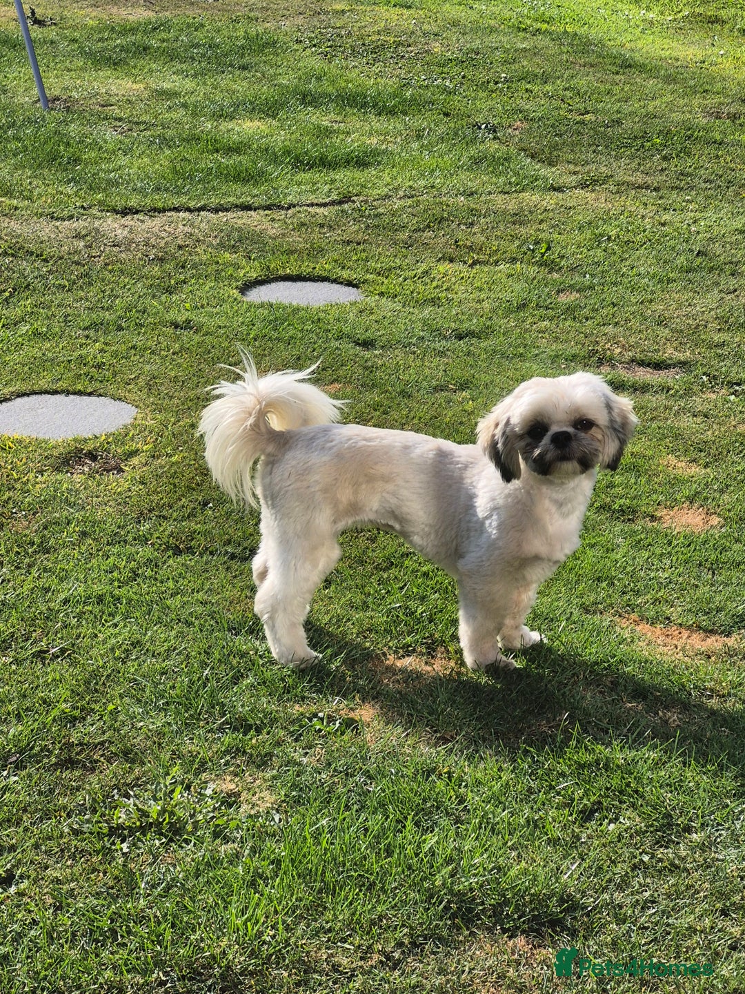 Zuchon dogs for sale: Zuchon - Image 1