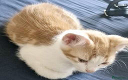 Domestic Shorthair cats for sale: Pets are ready for new home.  - Image 3