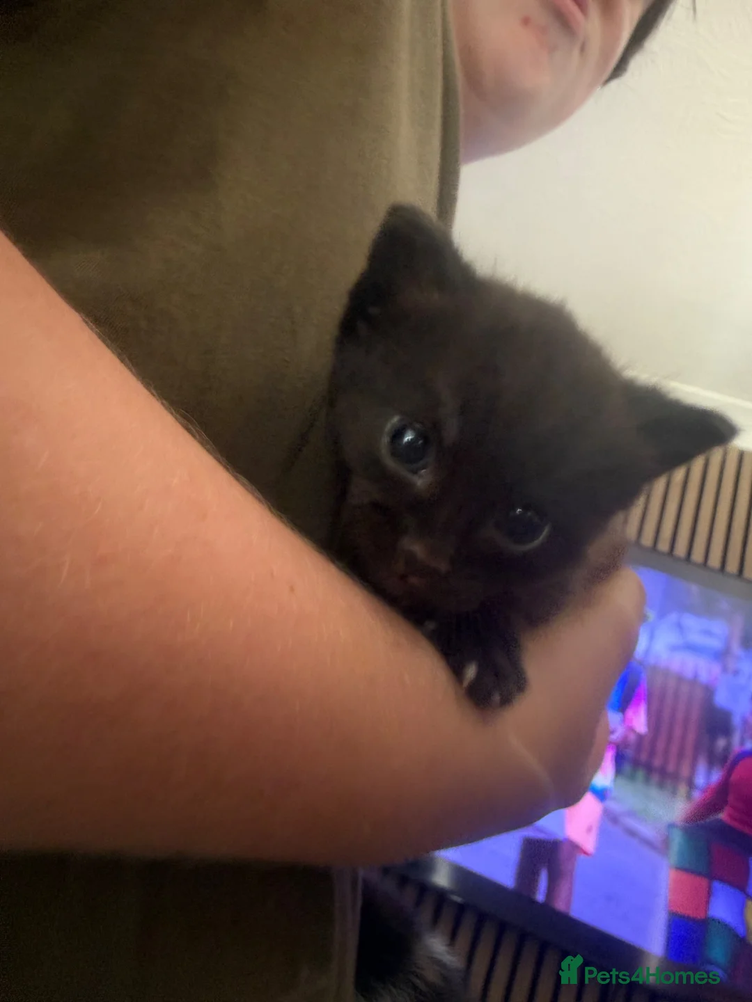 Mixed Breed cats for sale: 2 kittens for new homes in Chelmsford - Advert 7