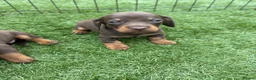 Miniature Dachshund dogs for sale: Ready now Kc-registered PRA-clear mini dachshund  - Advert 2