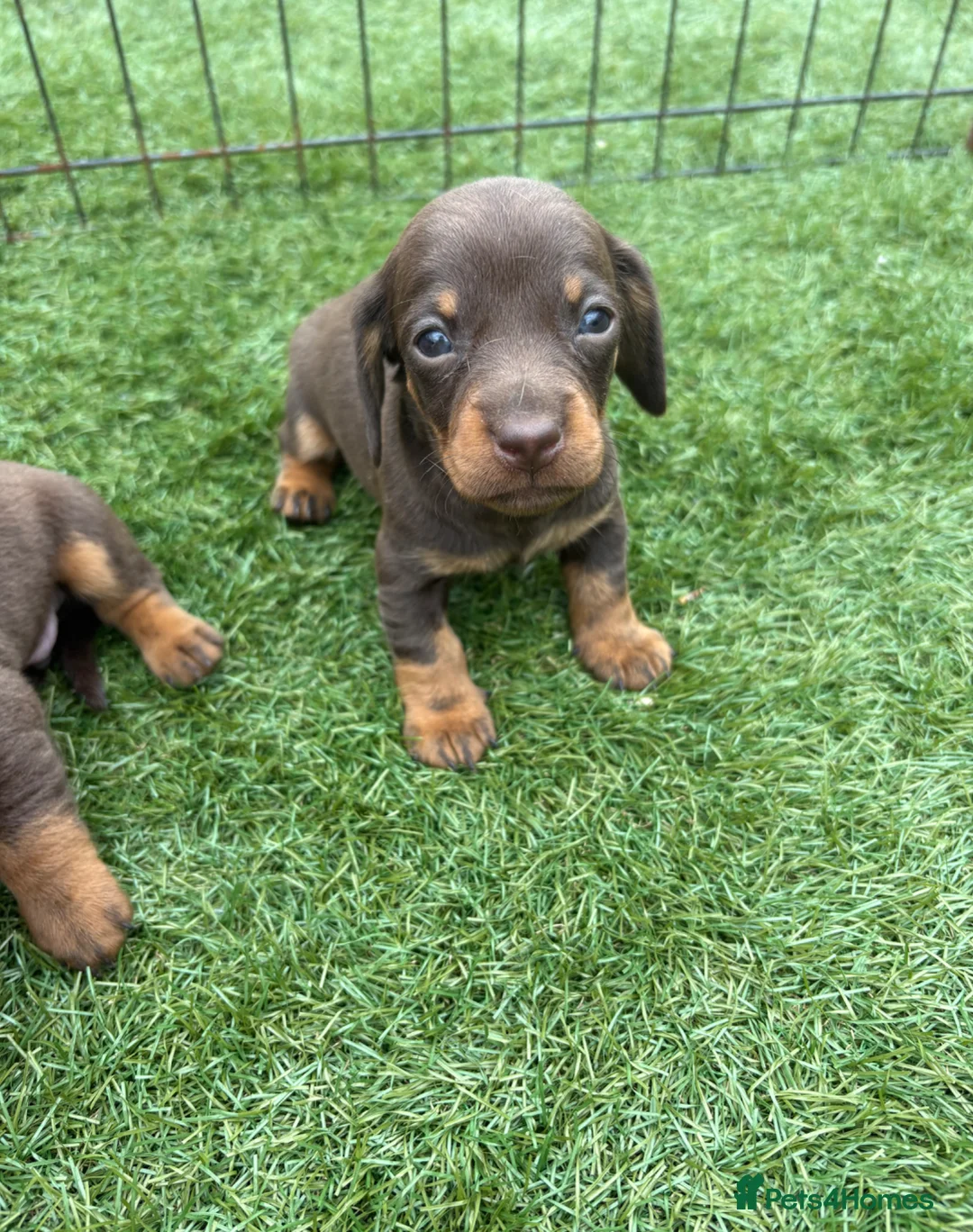 Miniature Dachshund dogs for sale: Ready now Kc-registered PRA-clear mini dachshund  - Advert 2