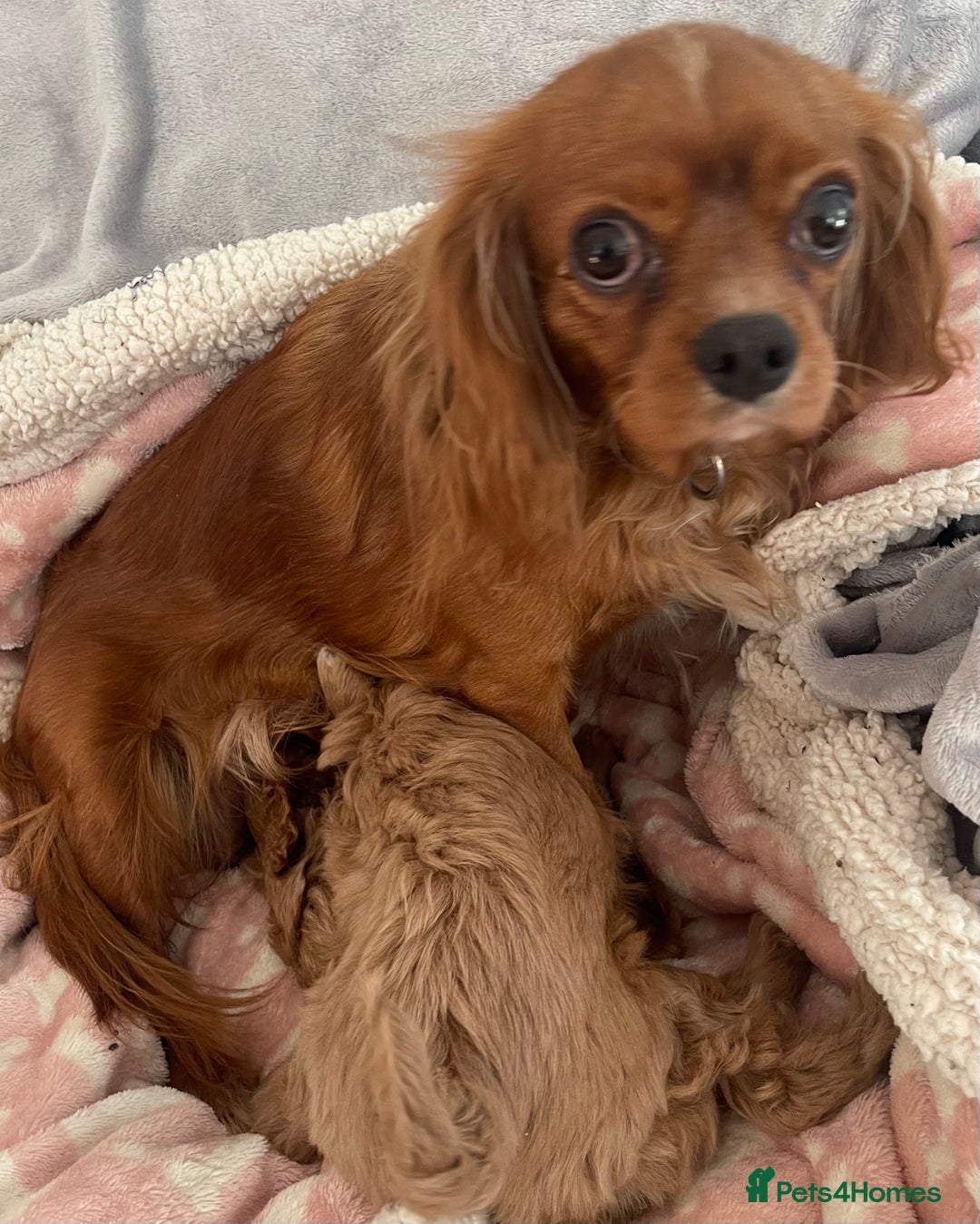 Cavapoo dogs for sale: Cavapoos puppies - Image 9