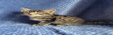 Maine Coon 3