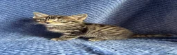 Maine Coon cats for sale: Maine coon x  - Advert 34