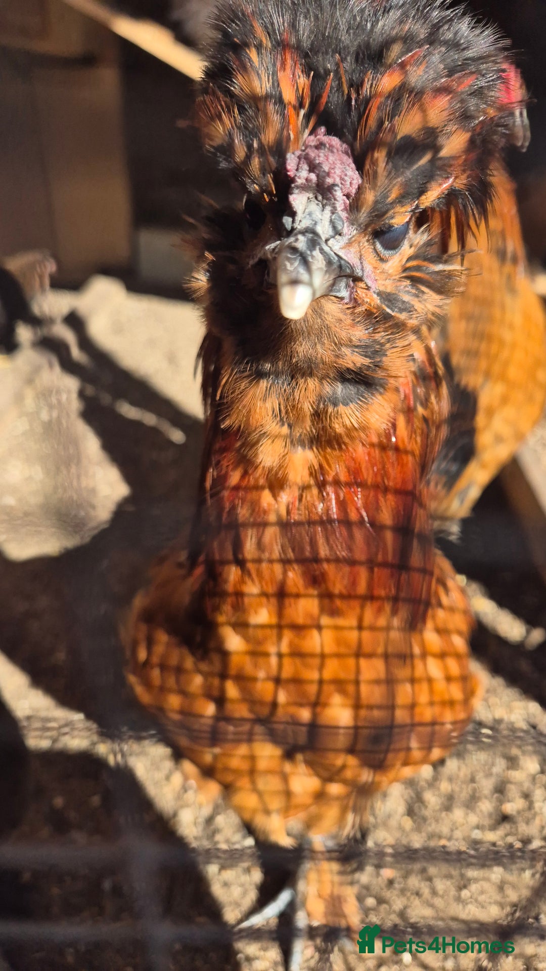 Chickens poultry for sale: Rooster Free to good home  - Image 3
