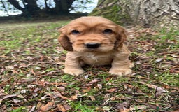 Cocker Spaniel dogs for sale: BEAUTIFUL KC SHOW TYPE COCKER SPANIELS  - Image 20