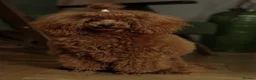 Cockapoo dogs for sale: American cockapoo from health tested parents - Advert 7
