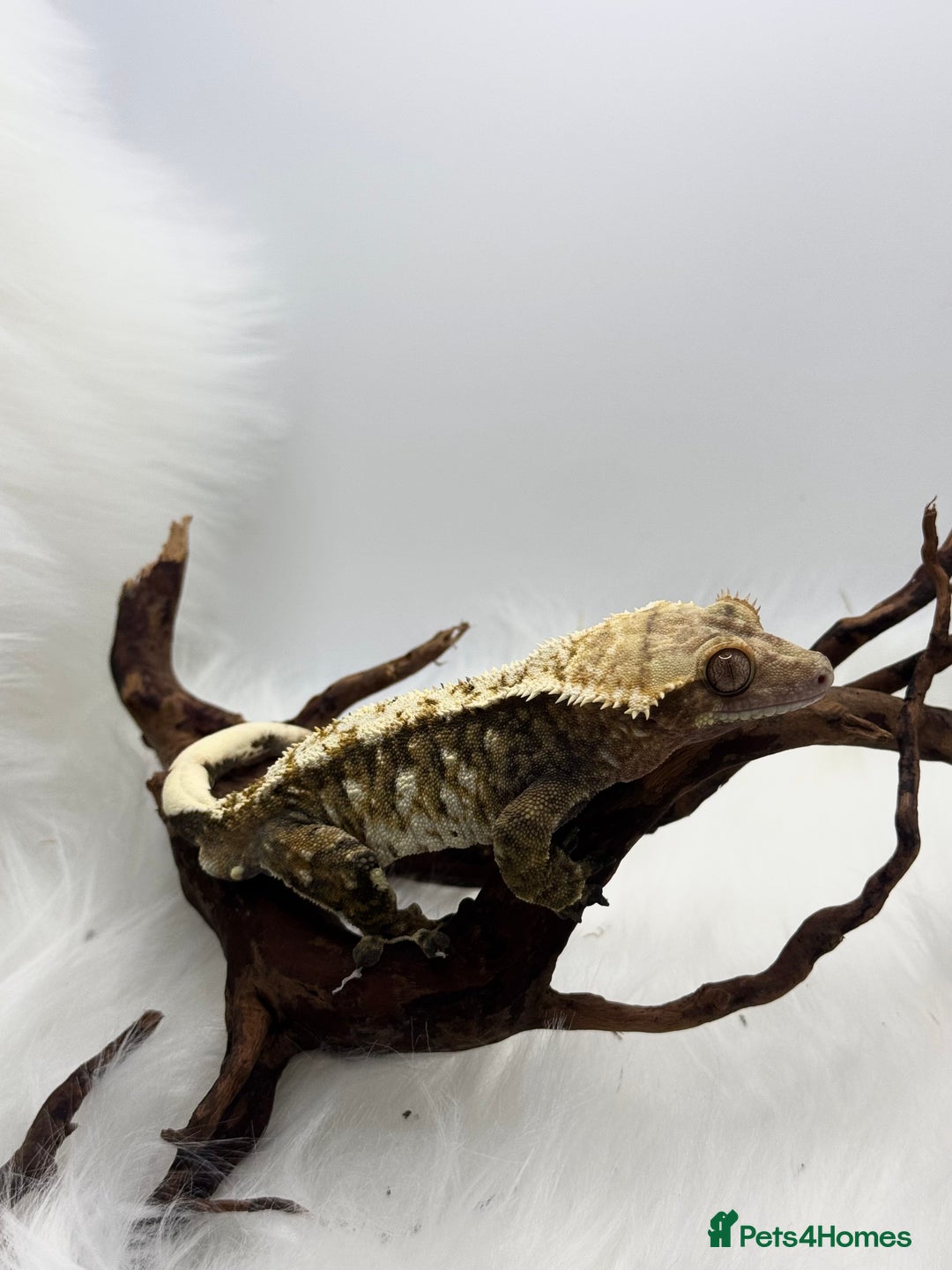 Gecko reptiles for sale: Male snowflake crested Gecko - Advert 3