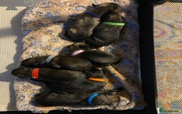 Mixed Breed dogs for sale: Belgium malinois x bull lurcher  - Image 4