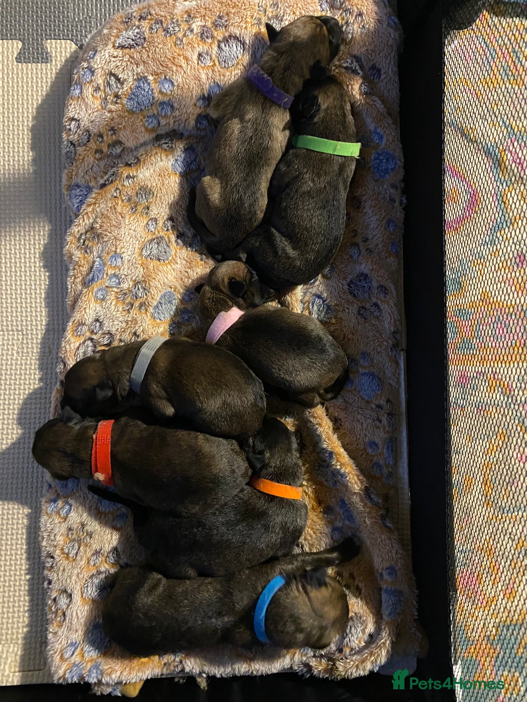 Mixed Breed dogs for sale: Belgium malinois x bull lurcher  - Image 4