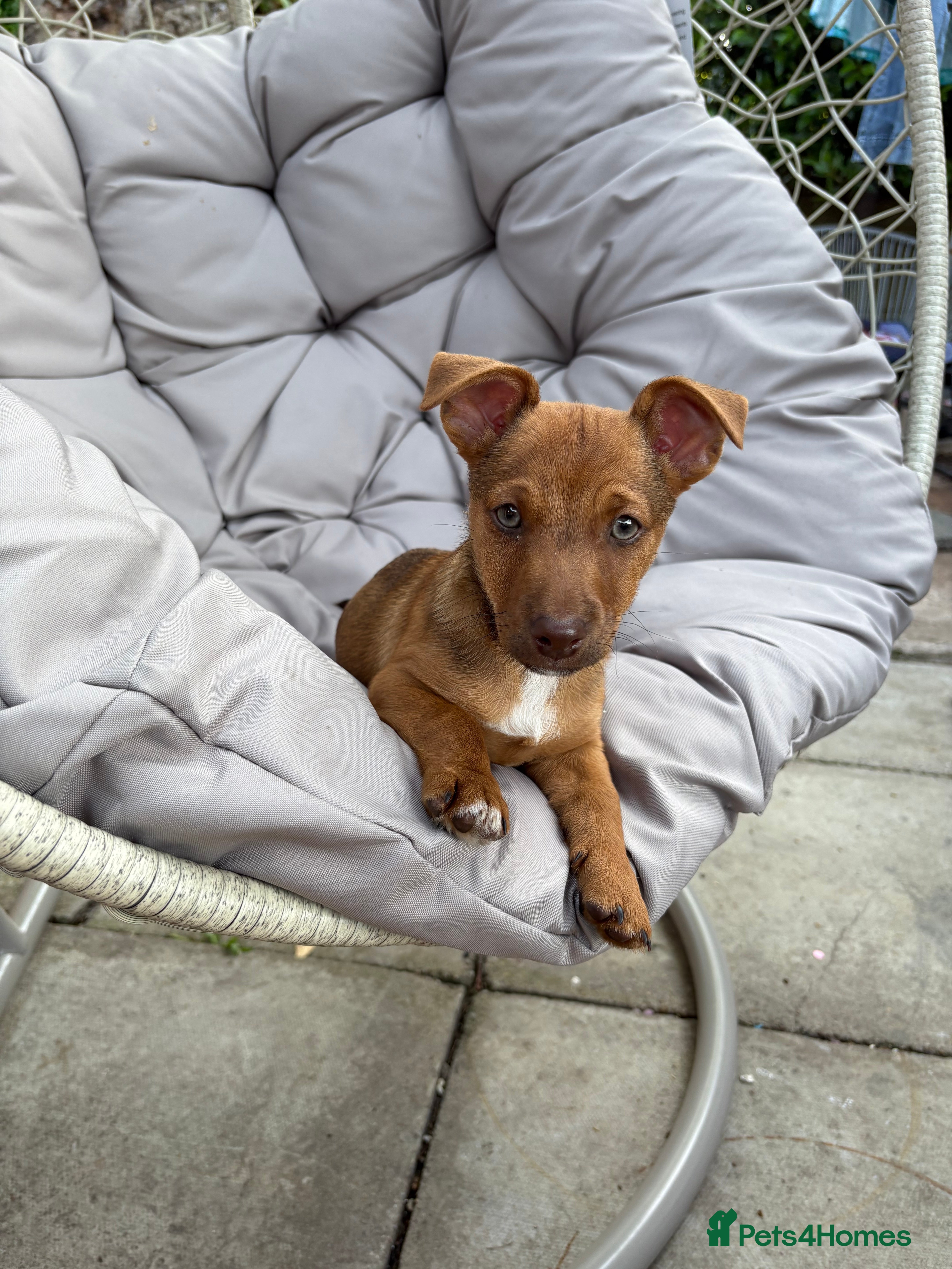 Jackapoo dogs Still available Jackapoo Boy - Advert 2