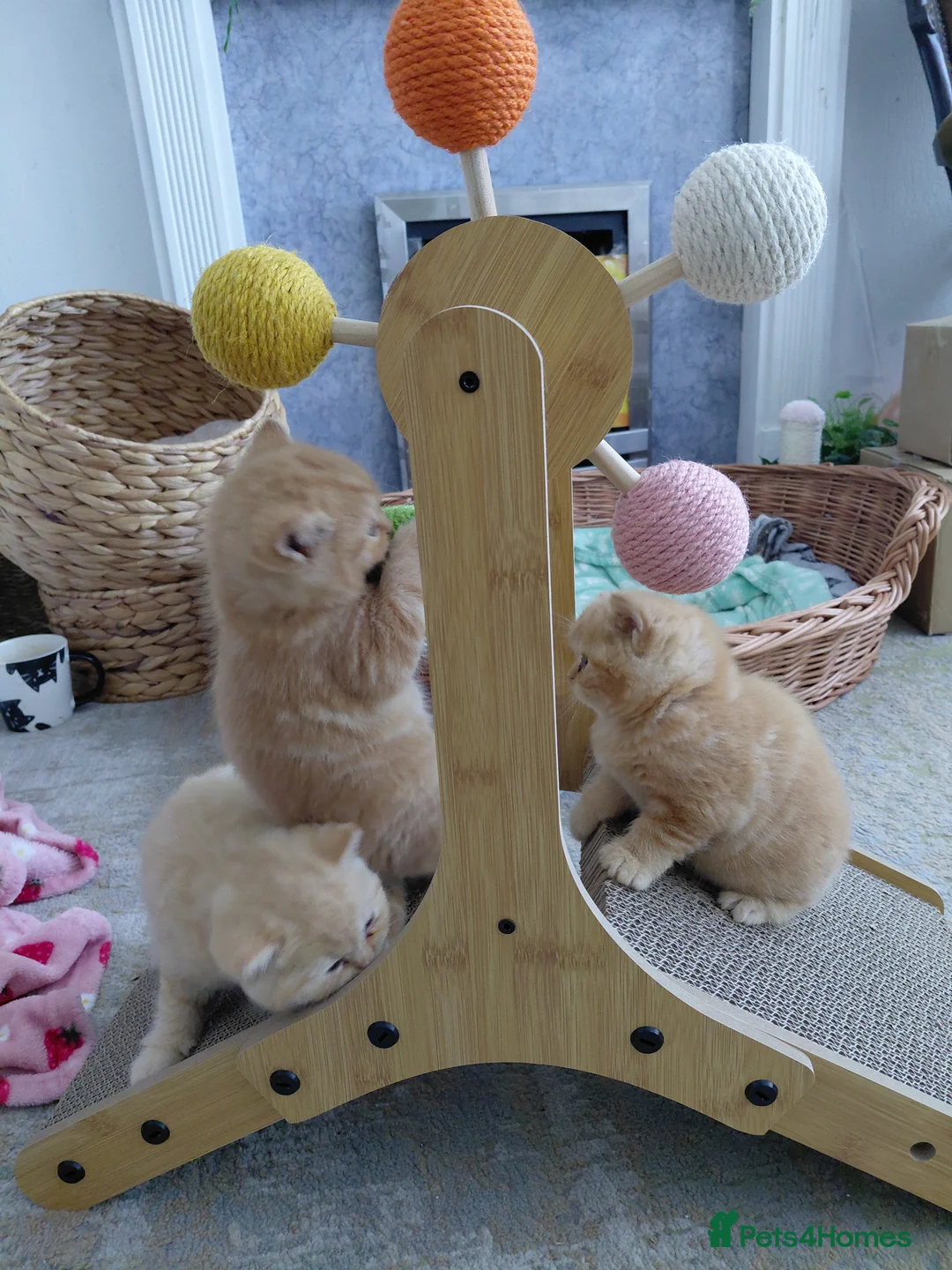 British Shorthair cats for sale: Beautiful British shorthair litter of 3 - Advert 2