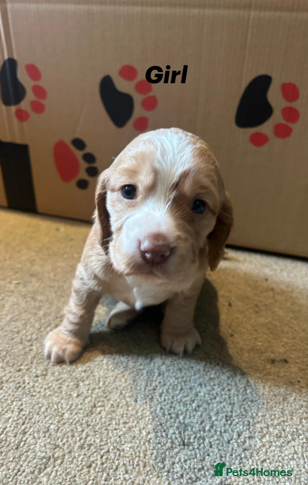 Cocker Spaniel dogs Beautiful cocker spaniel puppies for sale  - Advert 2