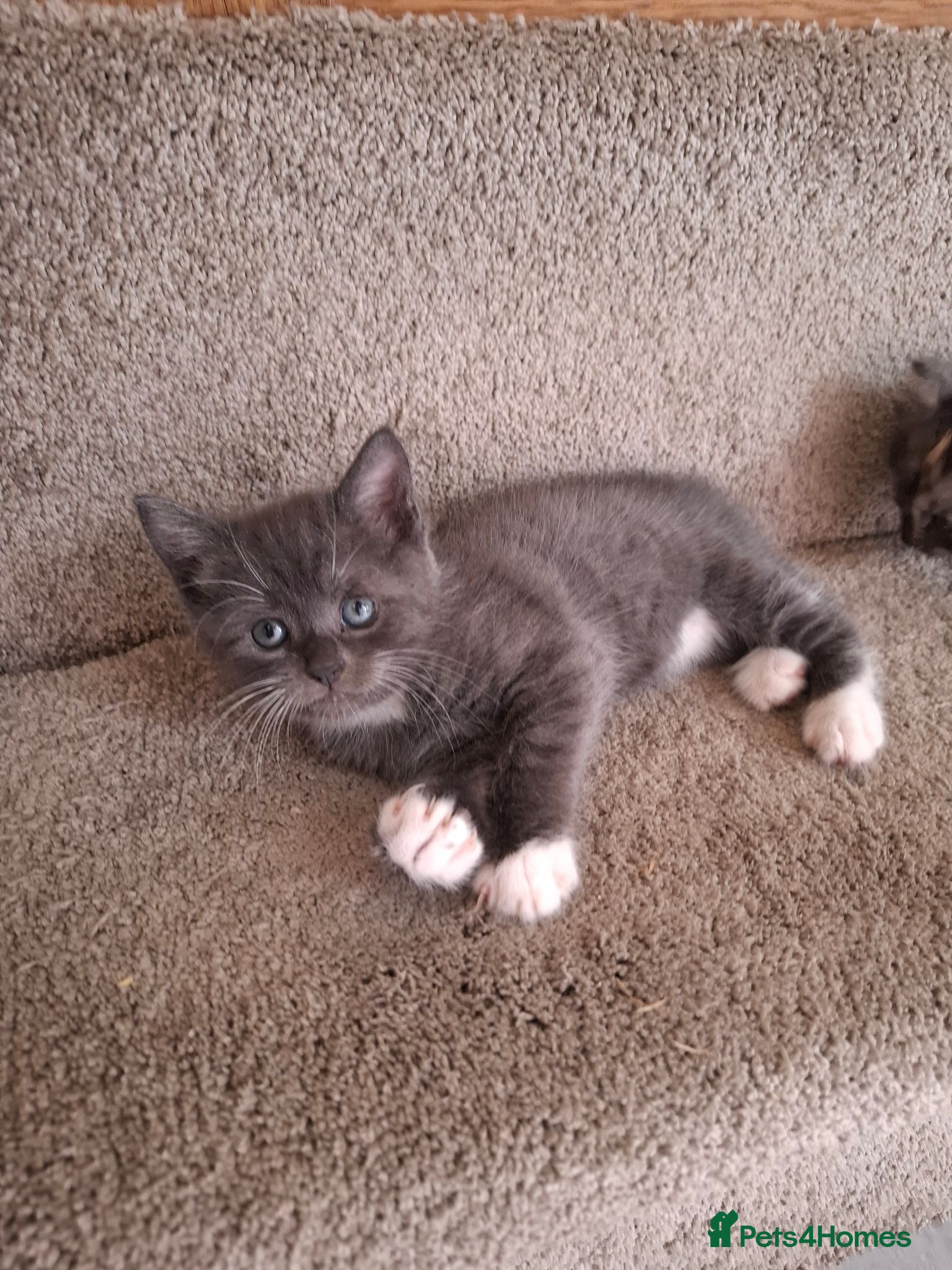 Mixed Breed cats Mainecoone X 3/4 ragdoll  - Advert 22