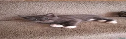 Mixed Breed cats for sale: Mainecoone X 3/4 ragdoll  - Advert 1