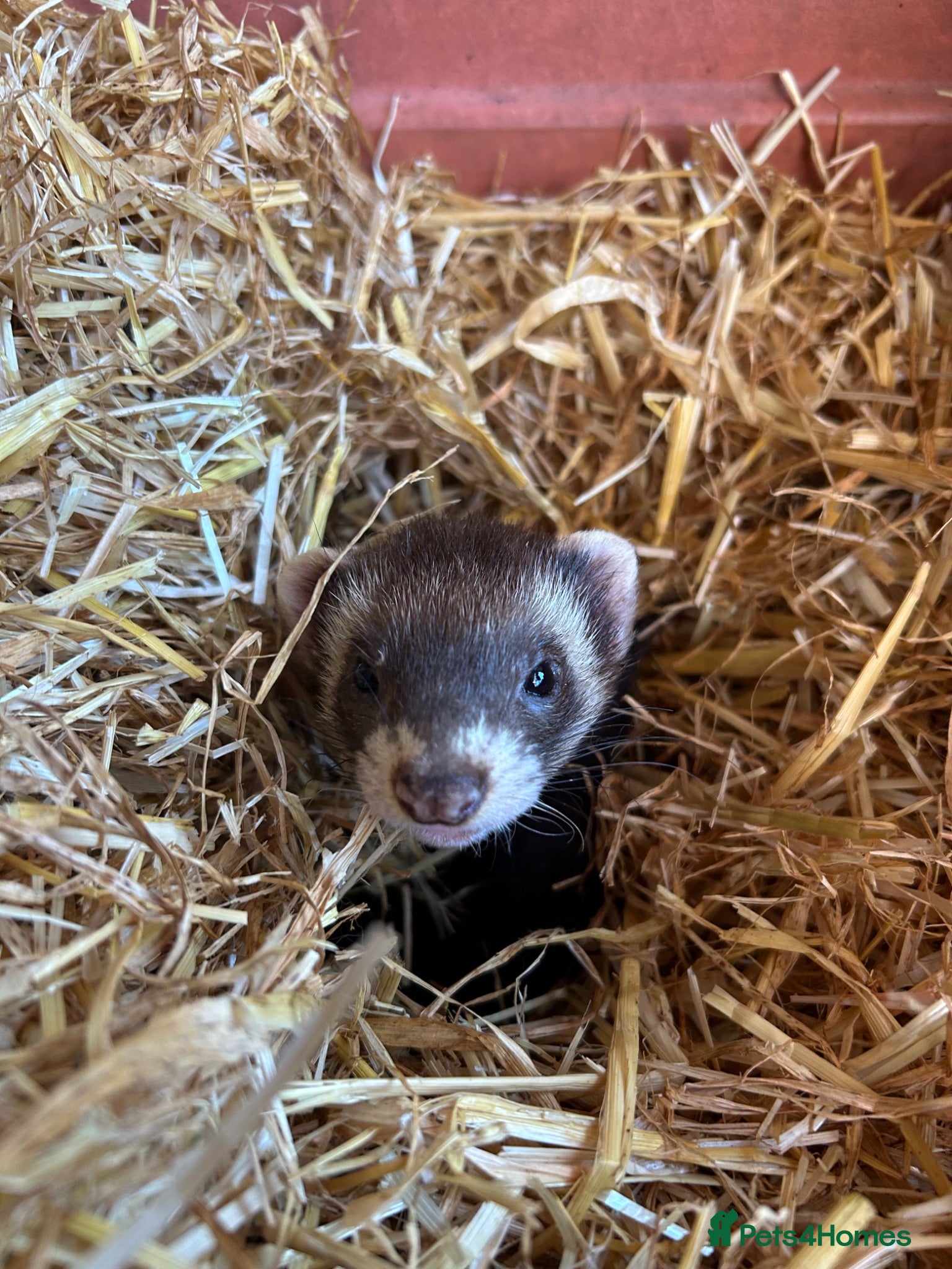 Ferret rodents 2 female ferrets  - Advert 7