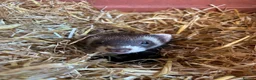 Ferret rodents for sale: 2 female ferrets  in Blackpool - Advert 1