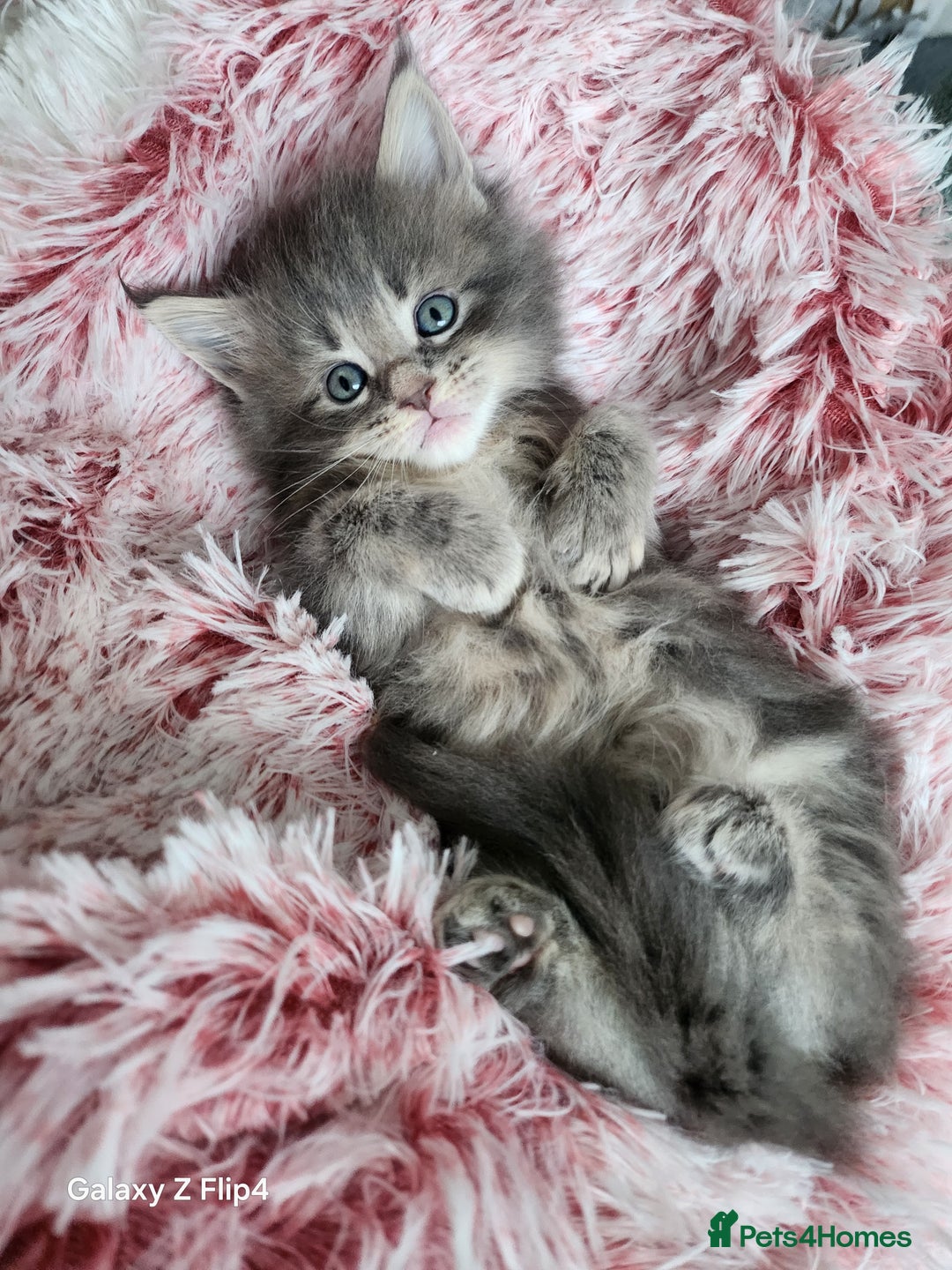 Maine Coon cats for sale: Kitten - Advert 2