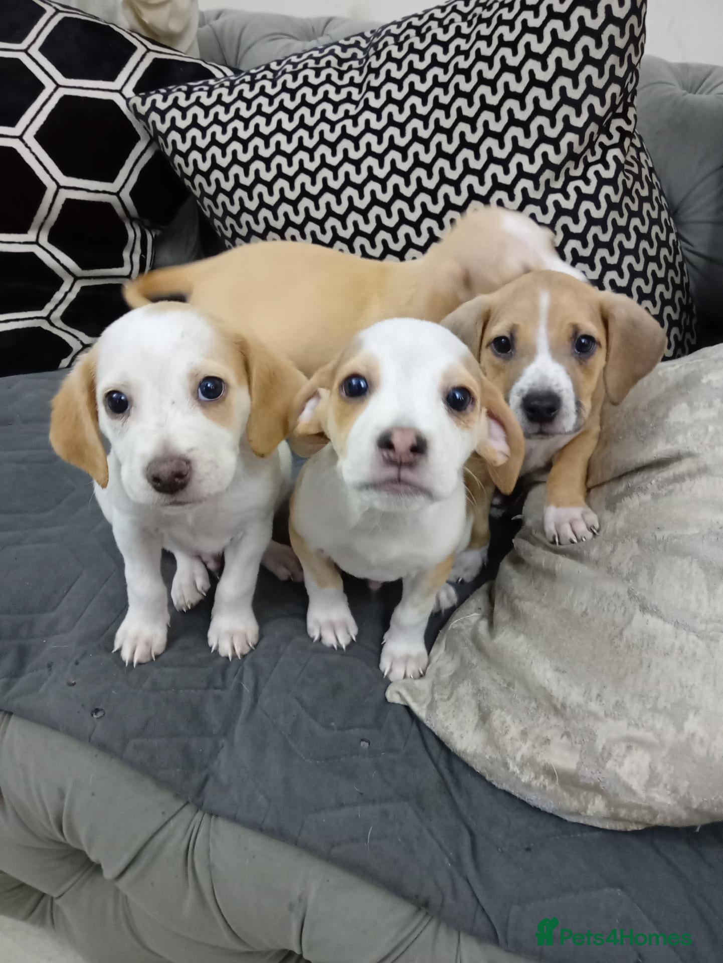 Mixed Breed dogs Beagle x staffy puppies 8 weeks - Advert 1