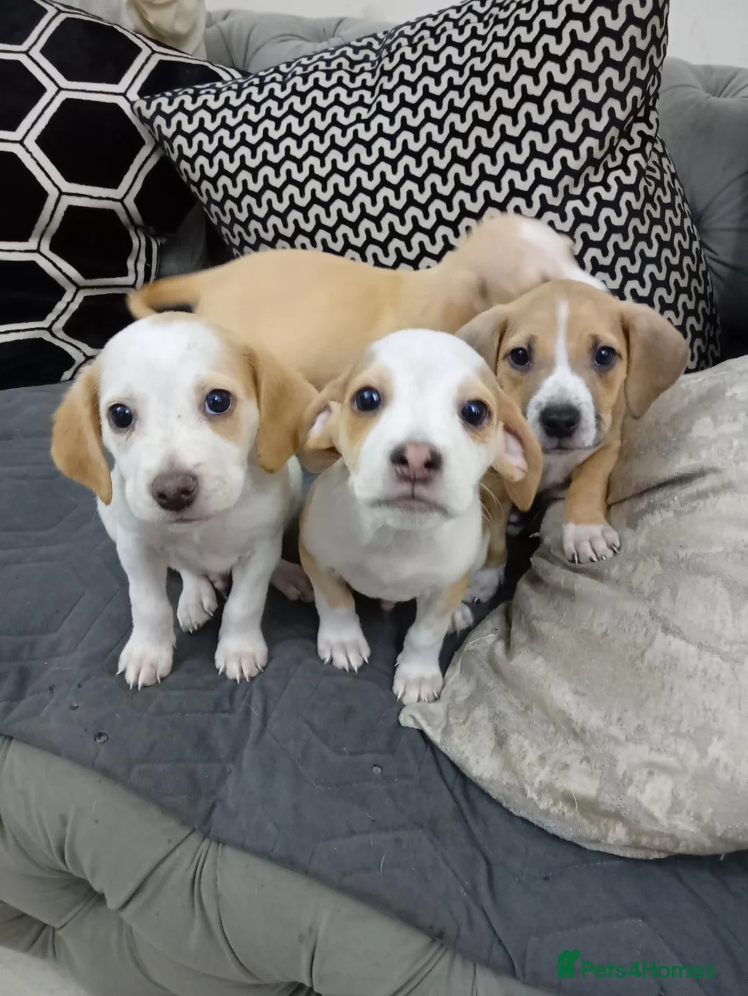 Mixed Breed dogs for sale: Beagle x staffy puppies 8 weeks in Rowley Regis - Advert 1