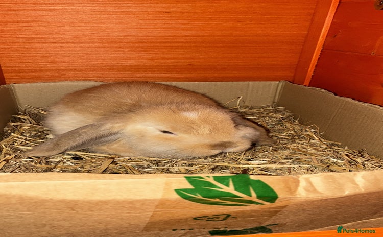 Mini Lop rabbits - Advert 4