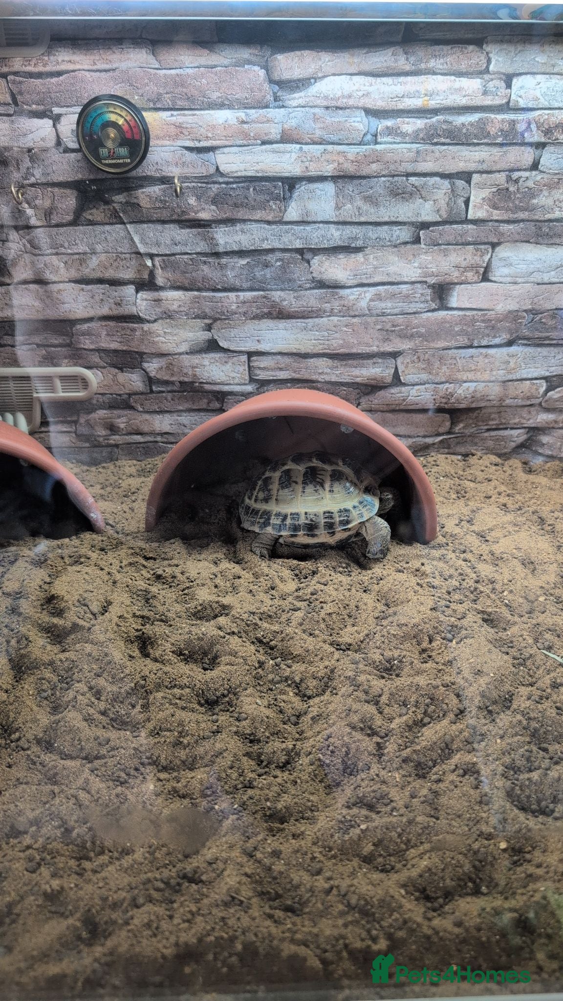 Tortoise reptiles Horsefeild male tortoise  - Advert 10