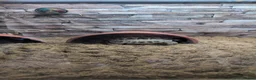 Tortoise reptiles for sale: Horsefeild male tortoise  in Annan - Advert 1