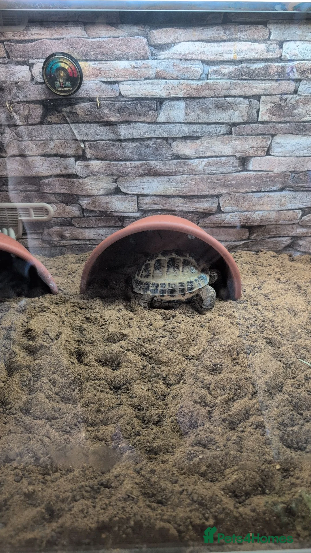 Tortoise reptiles for sale: Horsefeild male tortoise  in Annan - Advert 1